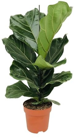 Ficus Lyrata - ø21cm - 100cm - ø17cm - 75cm