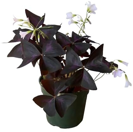 Oxalis Triangularis Natural Planta de Exterior con Hojas Moradas - Amuleto Natural de la Fortuna