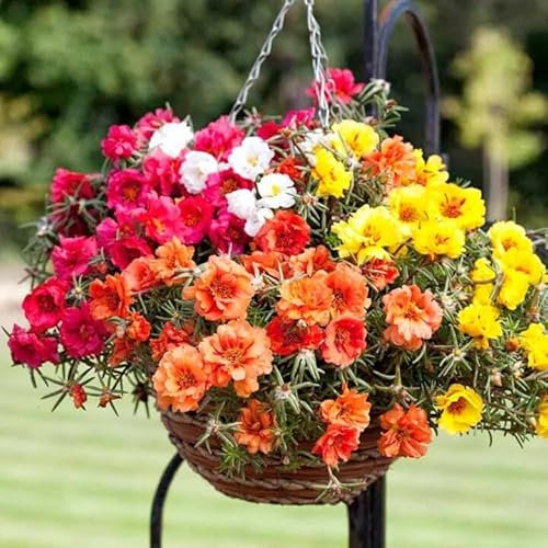11000 Seeds Moss Rose Enchanted Portulaca Grandiflora Double Flowered Mixed - Hanging Baskets Flower