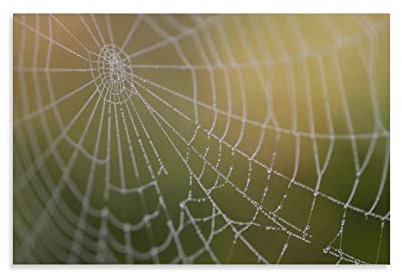 flechr Spinnennetz-Poster, Spinnennetz, Tautropfen, Nassnetz, Kunstdruck, Wandfoto, Farbe, Poster, hängende Bild, Familiendekoration, 30 x 45 cm