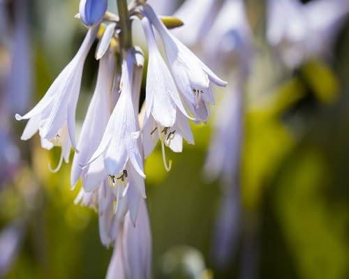 80 graines de fleurs d'hosta fraîches et neuves