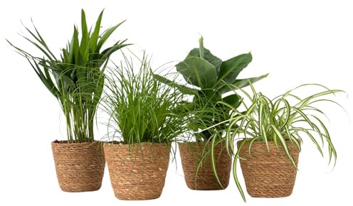 Plant in a Box - Piante da interno adatte agli animali - Set di 4 con cestini decorativi - Altezza 25-40cm - Vaso 12cm - Piante verdi non tossiche e purificanti