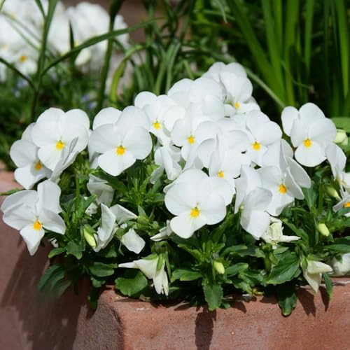 pensamientos de bonsái de interior exóticas decoraciones jardín para exteriores oficina jardín balcón primavera semillas perennes prado 450pcs