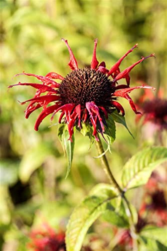 Monarda didyma 'Squaw' 11x11 cm Topf – Winterhart, Mehrjährig, Pflegeleicht – Indianernessel – Staude für Beet & Bienenweide