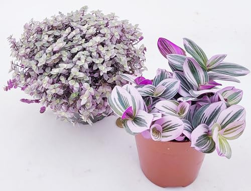 POWERS TO FLOWERS - TRADESCANTIA NANOUK E CALLISIA PINK IN VASO 12cm DIAMETRO, piante vere