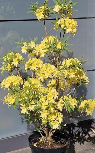 duftende Garten Azalee Rhododendron x mixtum Sonnenköpfchen (40-50 cm) | Winterhart, duftend & kompakt wachsend – sommergrüner Blühstrauch mit gelben Blüten für den Garten