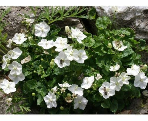 Campanula Carpatica X214 Grani 80 Grani di Campanula Carpatica