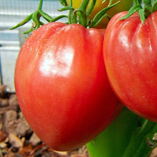 Buy4seeds 15 Oxheart Pink Tomato Seeds Grow Your Garden Yard Easy for Grow Garden