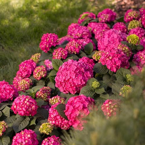 Hortensie Hydrangea Endless Summer Summer Love Red 4er Set – winterhart rot – 14cm – Höhe 20-25cm – blüht an altem & neuem Holz – für Beet, Hecke, Balkon & Terrasse
