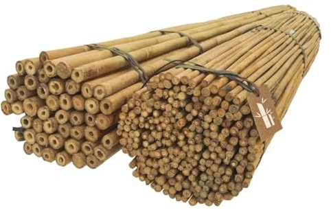 Dixiestore Bambusstangen | Bambusstangen Set Blumenstützen | Robuste Pflanzstäbe aus Bambus 150 cm x 12-14 mm, 100 Stück, Breiter Einsatz, Pflanzenstütze, natürliche Farbe