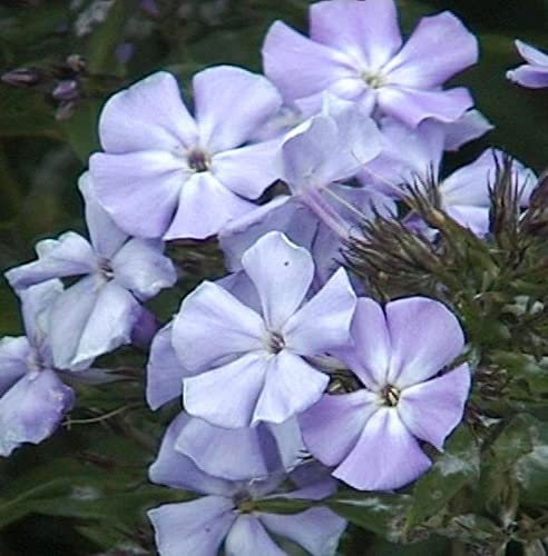Hohe Flammenblume Sternhimmel - Phlox Paniculata - lebende Gartenpflanze aus den Baumschulen