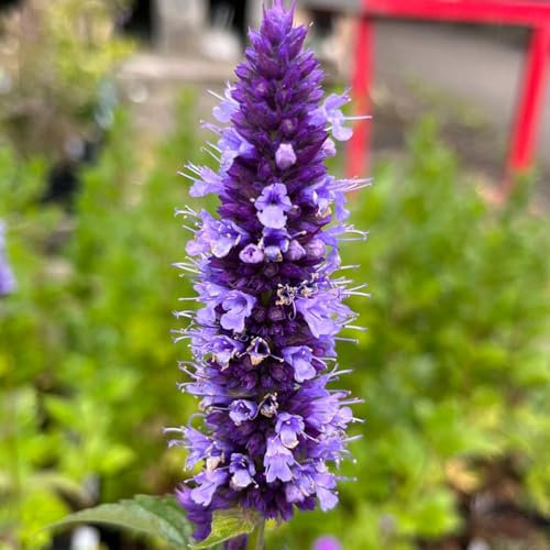 Welldales 50 UK Purple Top Hyssop Anise Seeds Evergreen Perennial Flowering Herb to Plant