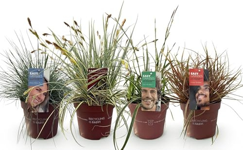 GreenboutiQ - Ziergräser - 4 Pflanzen - Blau - Gelb - Grün - Rot - Immergrün - Wenig Pflege - Topf 17cm Höhe 50cm