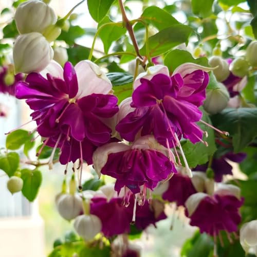 fuchsiensamen - fuchsien winterharte kübelpflanzen, hecken balkon bio blumenbeet winterharte 150pcs