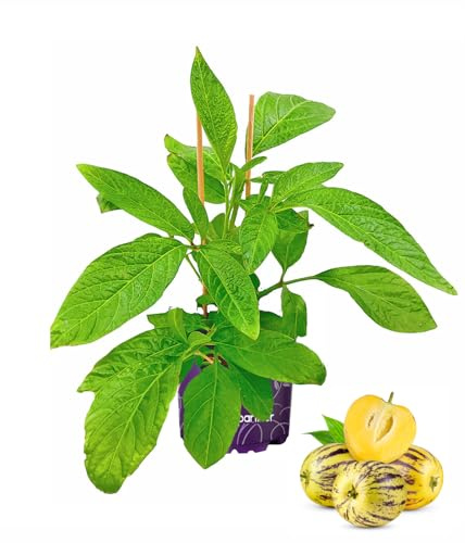 Melonenbirne Pflanze Copa Pepino (Solanum muricatum) 1 Pflanze