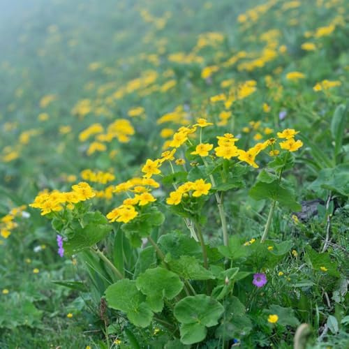 100 piezas semillas de caléndula de pantano - semillas silvestres perennes resistentes, del balcon silvestres perennes