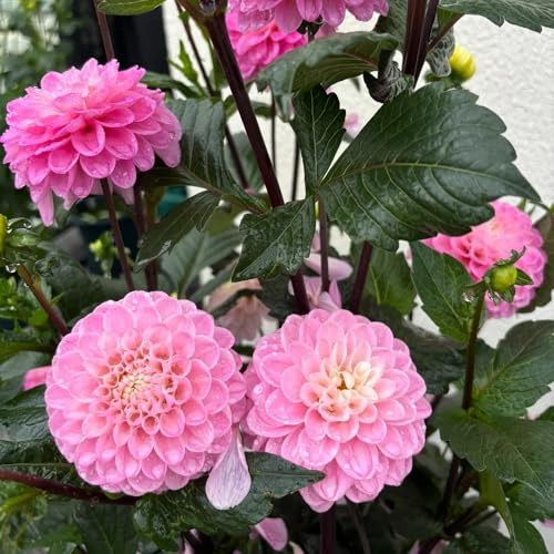 tubérculos de dalia resistentes - perenne balcón raras jardín 3pcs