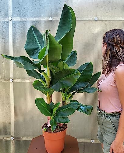 POWERS TO FLOWERS - BANANO XXL, PIANTA DEL BANANO, VASO 18CM, pianta vera