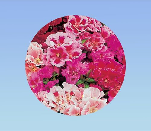 500 graines de Godetia double a fleurs d'Azalée - Clarkia - plante Annuelle