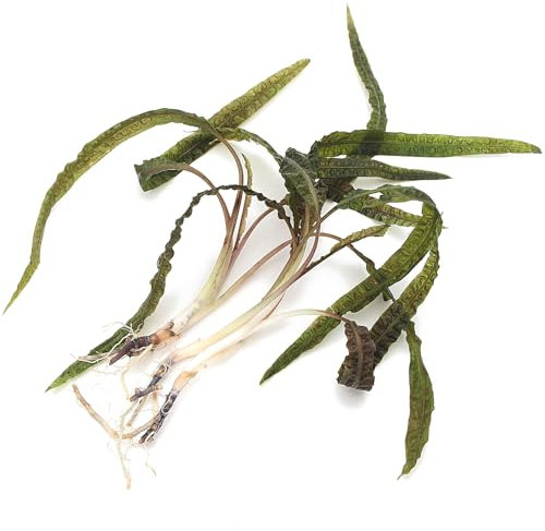 K2AQUA 3 x XL Cryptocoryne Balansae Live Aquarium Plant Tall Wavy Green Leaves Easy Care Low Maintenance Background Midground Freshwater Tank Natural Decoration Beginner Friendly