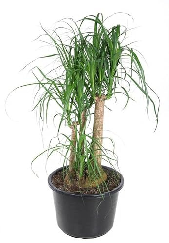 Beaucarnea Elefantenfuß verzweigt Zimmerpflanze 100 cm Höhe