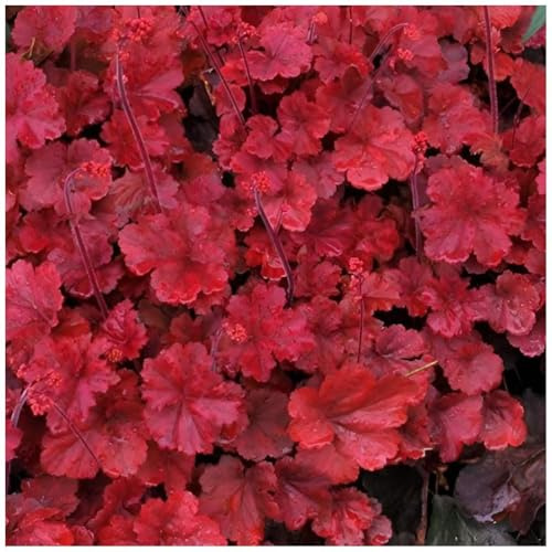 Stauden Gänge 3 x Heuchera Hybride 'Cherry Cola' Purpurglöckchen winterhart | Purpurner Bodendecker für Sonne bis Halbschatten, Blüte Juni bis August, mehrjährig, 1 L Topf (11x11 cm)