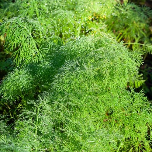 Semi di aneto biologici da giardino rocciosodi in vaso copertura del terreno da giardino biologiche cucina arredamento del soggiorno 1000pcs