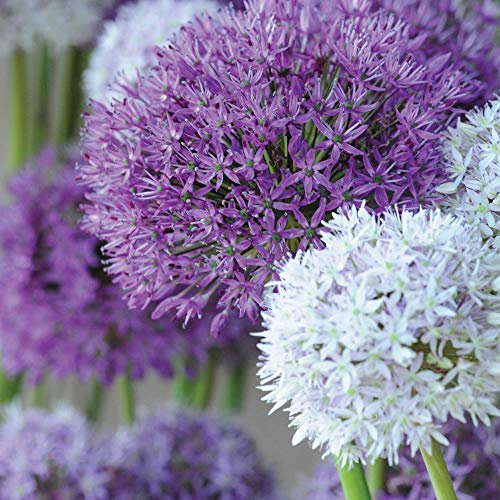 Allium Bulbs Collection Ornamental Onion Garden Border Flower Plants Hardy Bulbs for Cut Flower Gardens Summer Flowering, 8 x Allium Big Impact Mixed Bulbs