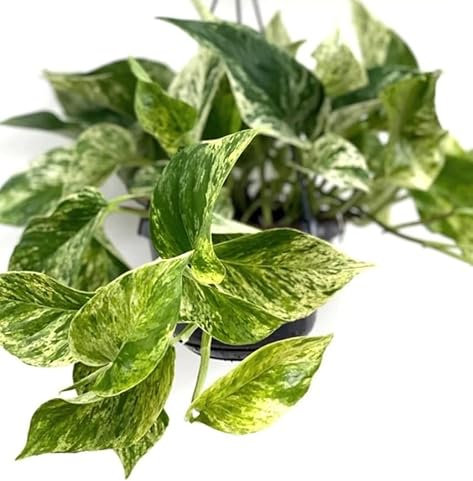 Devils Ivy - Pothos Marble Queen Epipremnum aureum Live Plant in 12cm Pot