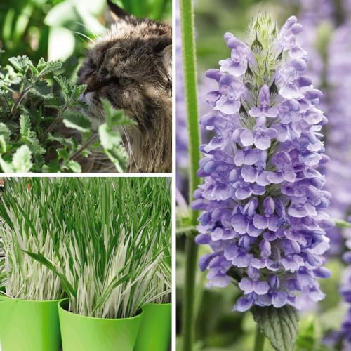Cat Plant Seed Collection: Catmint, Nepeta Nervosa Blue Moon, Cat Grass 'Tabby Cat' - Grow a Feline-Friendly Garden - Hardy Perennial - Easy to Grow Your Own - 3X Seed Packets by Suttons