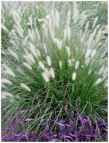 1 x Pennisetum alopecuroides im 1 Liter Topf (Ziergras/Gräser/Winterhart/Mehrjährig/Staude/Stauden) Lampenputzergras - Weiche Halme für bewegte Gartenszenen - von Stauden Gänge