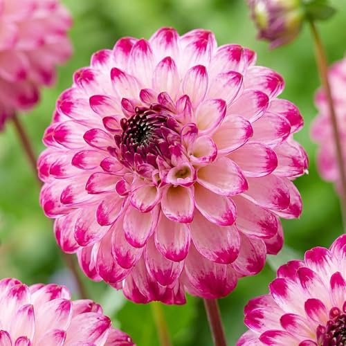 Dahlias Bulbes Pon Pon Rose Collection - 5 Bulbes de Fleurs à Planter Exterieur - Plante Exterieur Jardin - Naturelle Plantes de Hollande (pas de graines, non artificielle)