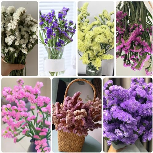vergissmeinnicht herbstblumen winterhart, wildkräuter vergiss mein nicht bio heilkräuter zimmerpflanzen kräutergarten 600samen