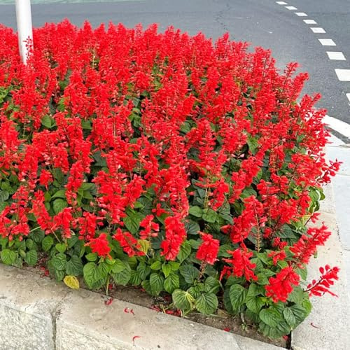 semi di salvia del fuoco, raro Salvia splendens in vaso giardino sul balcone interna d'appartamento esotiche 50pcs