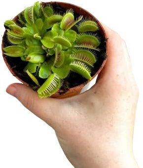 Planta Natural Carnívora - Dionaea muscipula - Venus Atrapamoscas