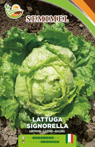 Lattuga Signorinella - Semi di Lattuga Croccante, Cespo Grosso e Compatibile, Resistente al Marciume del Colletto 2 confezioni