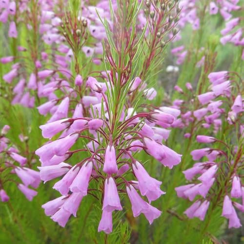 semillas de brezo invierno de jardín para exterior prados bonsái perennes 200pcs