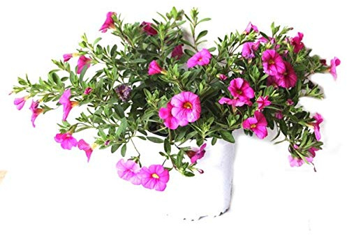 Calibrachoa Hybrida Planta de Exterior con Flores de Colores Surtidos