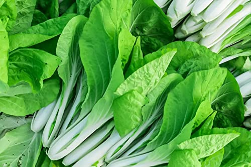 2000 Pak Choi Chinese Cabbage Seeds for Planting - Also Known as Bok Choy - A Tasty Non-GMO Heirloom Variety to Plant Asian Greens in Your Home Vegetable Garden