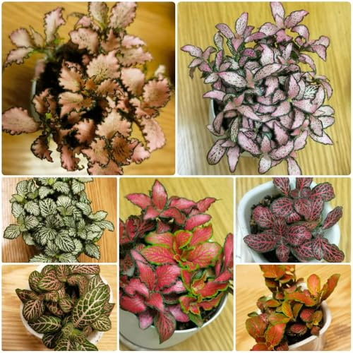 Semi di Fittonia - resistenti all'esterno Fittonia fruticosa - da interno per il soggiorno da ufficio, da balcone da appartamento 400pcs