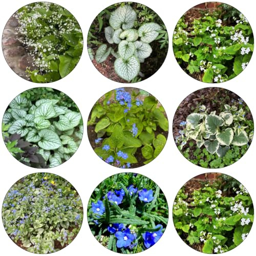 kaukasus vergissmeinnicht kräuterpflanzen kräutersamen garten hochbeet blumensamen pflanzensamen zimmerpflanzen topfpflanze wohnzimmer deko bodendecker winterhart mehrjährig wildblumen 200samen