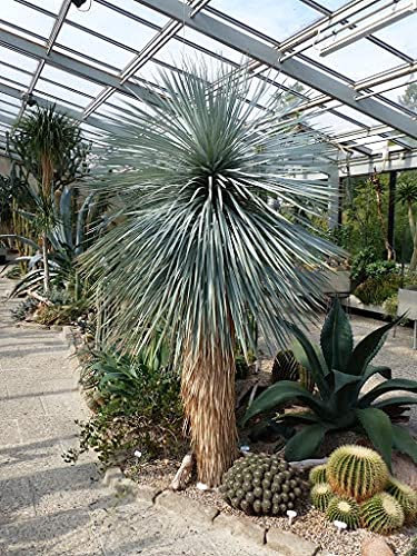 Aamish 50pcs plante de yuca rostrata