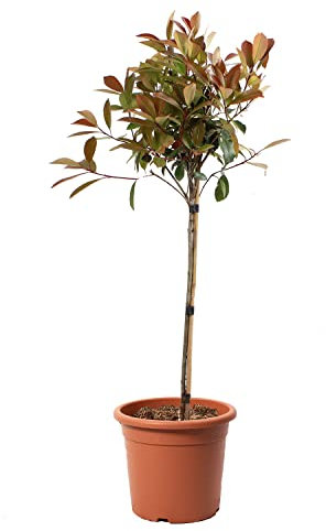 Kentis - Photinia × Fraseri Red Robin - Fotinia Pianta Vera da Giardino - Piante da Esterni Sempreverdi - H 80-100cm Vaso Ø 24 cm 1/4 Fusto