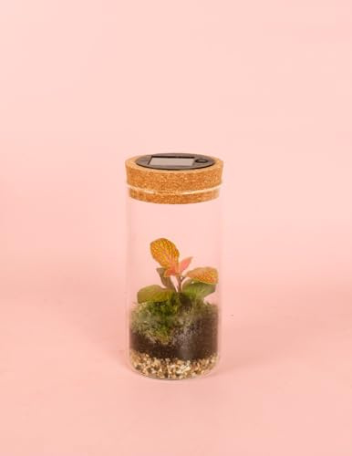 Magic - Terrario Solar | Terrario Plantas Cristal | Pur Plant