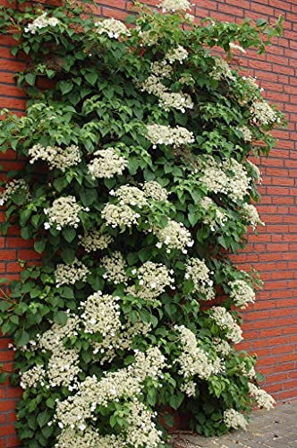 Graines de fleurs d'hortensia grimpant paquet de 100 graines