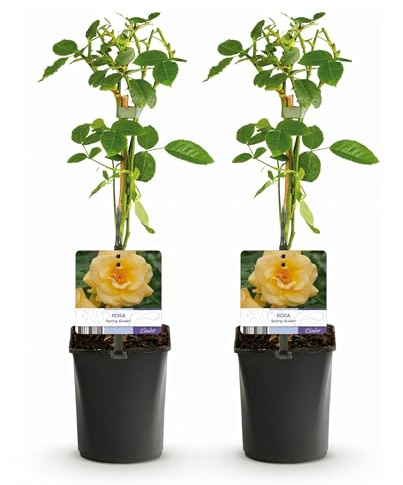 Rosier grimpant - Rosa Spring Queen - Fleur jaune - Peu d'entretien - 2 plantes - 30-40cm - Ø10cm - Plante de jardin