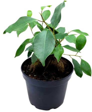 BubbleBlooms Ficus microcarpa Chinese Banyan Bonsai Tree in a 6 inch Pot