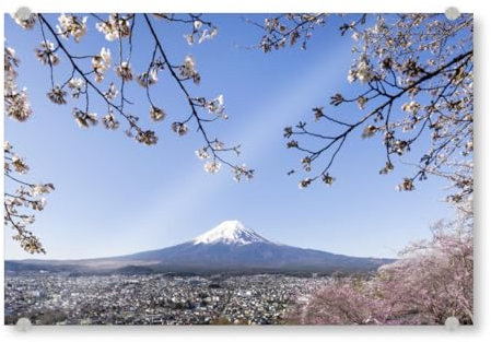 artboxONE Acrylglasbild 30x20 cm Natur Imposanter Fuji bei Kirschblüte Bild hinter Acrylglas - Bild Fuji Asien Berg