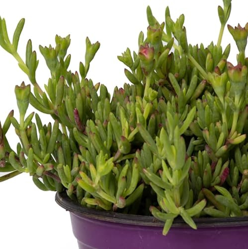 Mesen Suculenta Mediterránea Natural Planta Rastrera Fácil de Cuidar