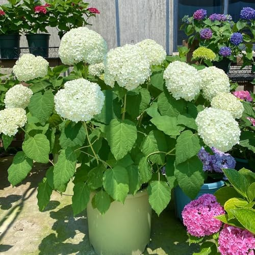 Semi di ortensia - esotiche semi di come per gli ospiti semi di regali da giardino per le donne 200pcs